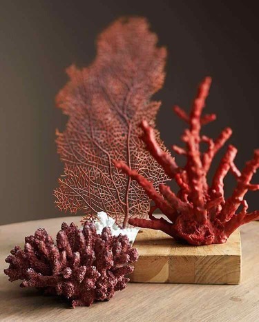 ildeval-corals- 19.jpg